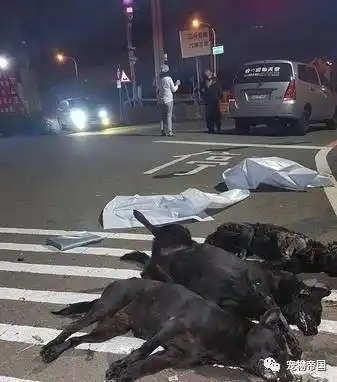 新竹科学园区一处新建的厂房附近惊传有流浪狗遭人下毒惨死,这让附近