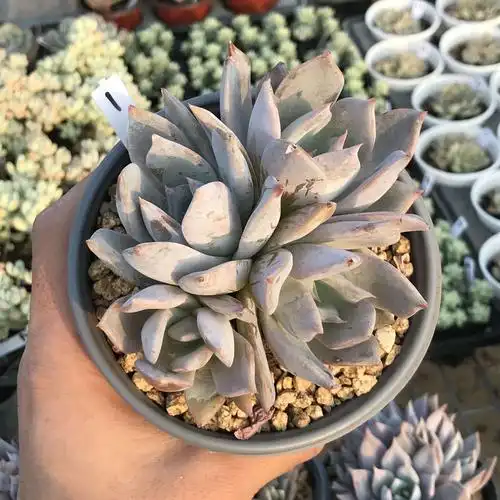 yoyo花房日立立昂一物一拍新品杂橙梦露露西娜多肉植物