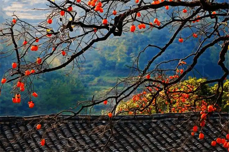 家家户户都会在门前种上一棵柿子树,特别是到了十月份,柿子开始成熟了