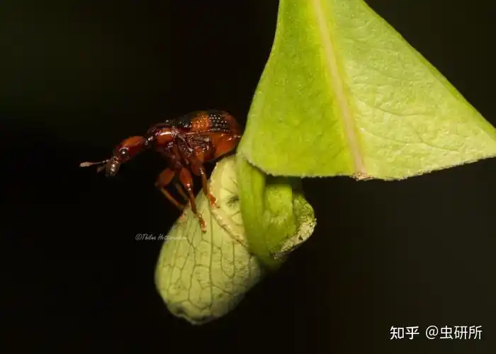 问题中的虫虫叫做长颈鹿象鼻虫(trachelophorus giraffa),是一种卷叶
