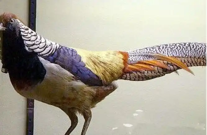 揭秘全球十大杂交动物:动物界的近亲结婚