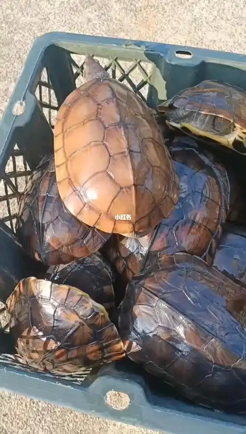 来啊来啊,五年左右的石金钱每只重约8～9两,一百