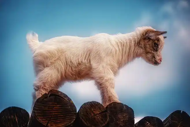 general 2808x1872 animals mammals