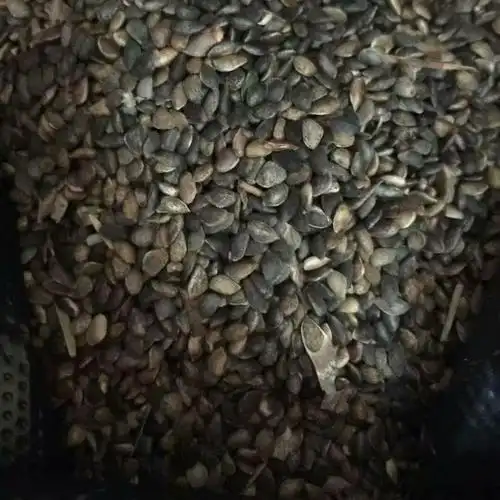 辽宁省山地野生樟子松种子