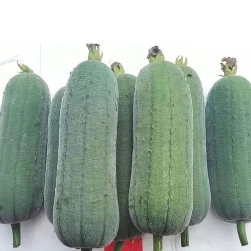 【精选】福建肉丝瓜农家种现摘现发新鲜批发时令应季新鲜蔬菜丝瓜 5斤