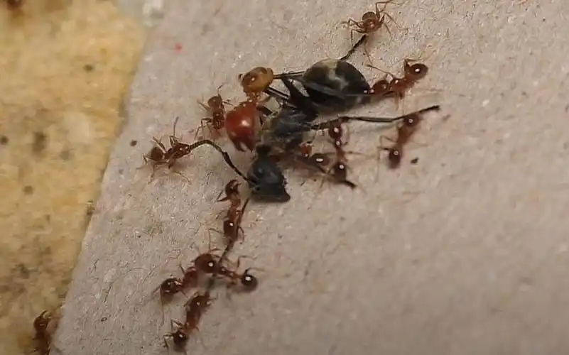 蚂蚁大战 苍白大头蚁围殴双刺多刺蚁 好看的红头兵蚁 斗蚁 pheidole