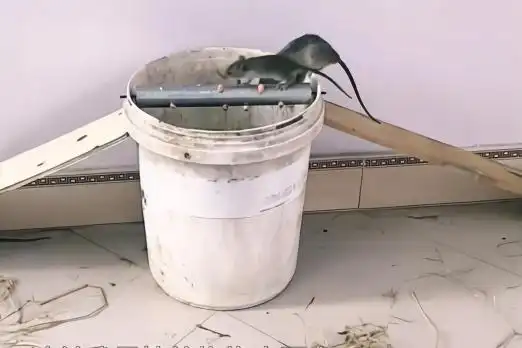 超有趣的自制捕鼠神器