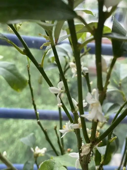 盆栽小金桔的花香得清新脱俗