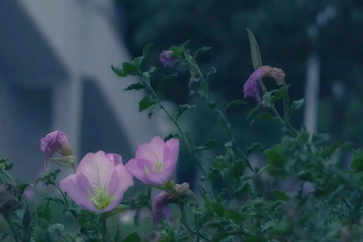 保持热爱享受孤独人间自有鲜花救赎