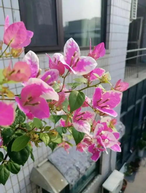 两广现在现在是三角梅得开挂区