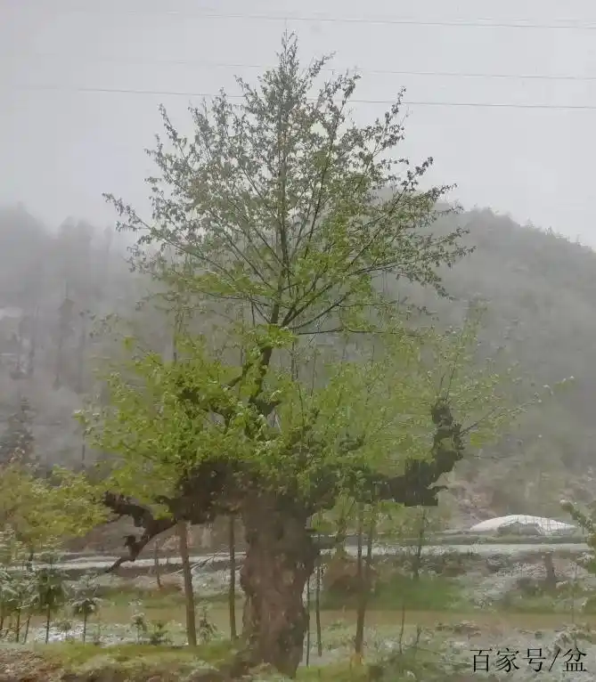 这颗柳树当地人称之为"鬼柳",据说值几万块钱呢