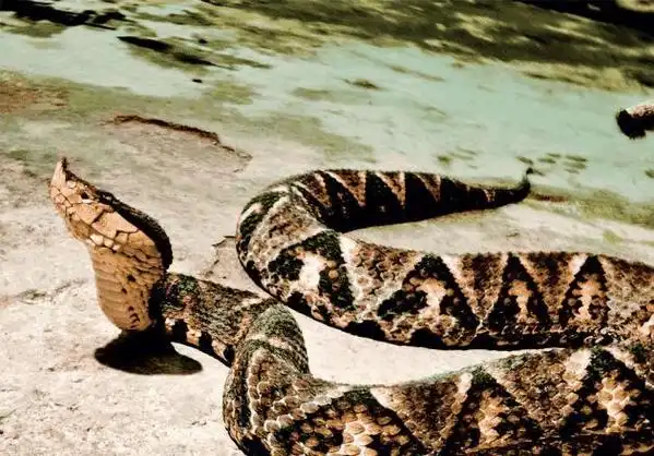 中国最毒十种蛇排行榜 第一绝不是眼镜蛇 才怪|蛇类|毒蛇|金环蛇