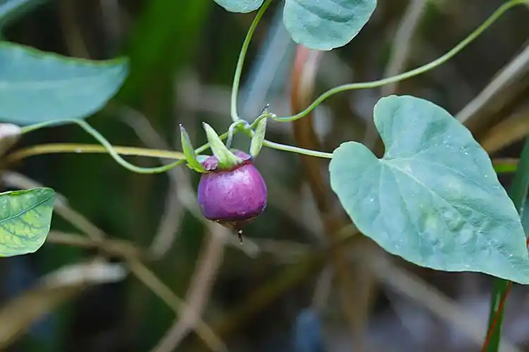 标题:行走乡村:金钱豹果实