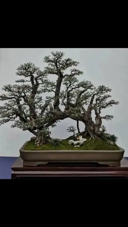 好物推荐#过桥式盆景,真不愧是鬼斧神工!