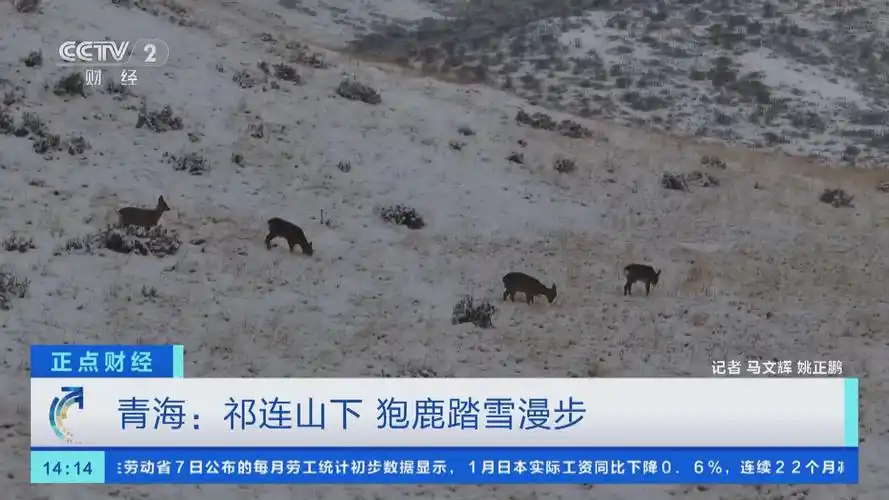 [正点财经]青海:祁连山下 狍鹿踏雪漫步