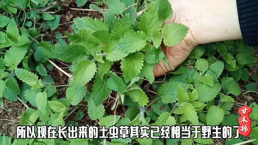 土虫草的嫩苗用来煲汤味道鲜美饮汤的时候可以连苗一起吃