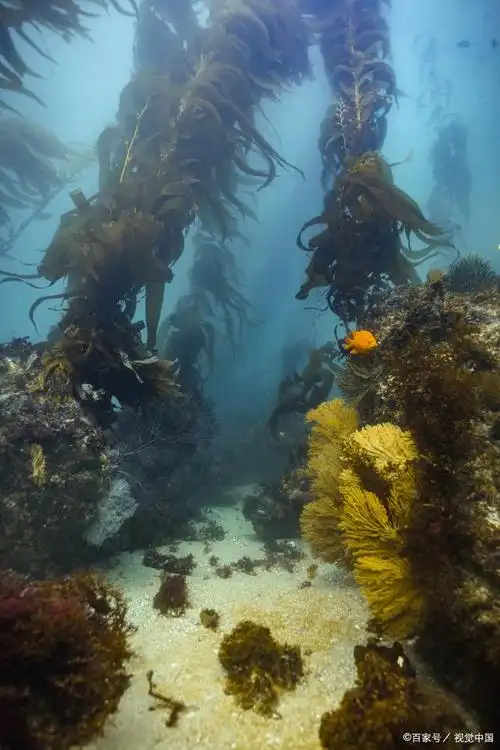 海带究竟是植物还是动物?揭秘海带的奥秘