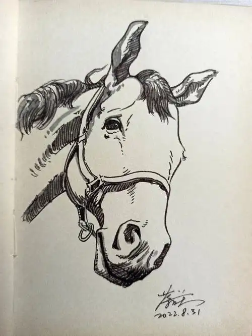 日常速写练习马头