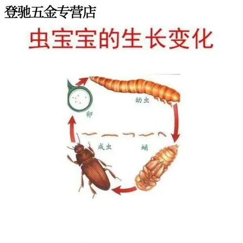 画眉鸟龙鱼大麦虫活黄粉虫鹦鹉黄粉面包虫虫子鲜活500g面包虫软饵好不