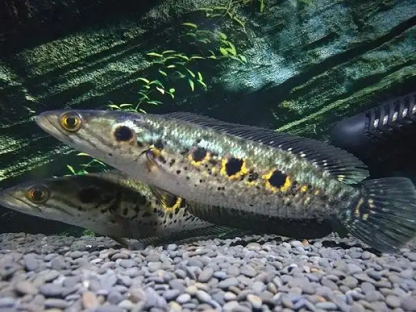 出售或交换加里曼丹七彩海象锦鲤