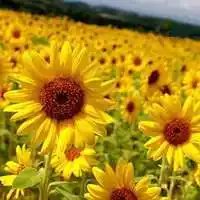 阳光下的向日葵头像_微信头像图片大全