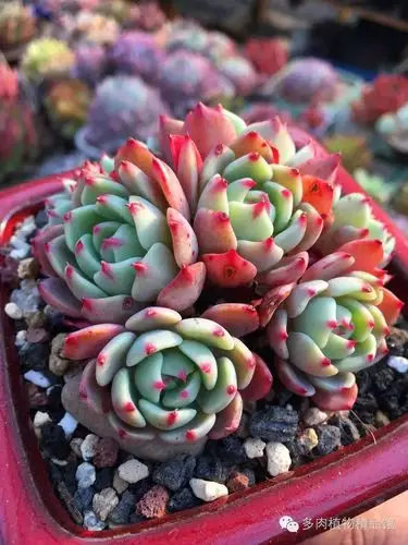 听说你喜欢多肉,我只放个毒就走!