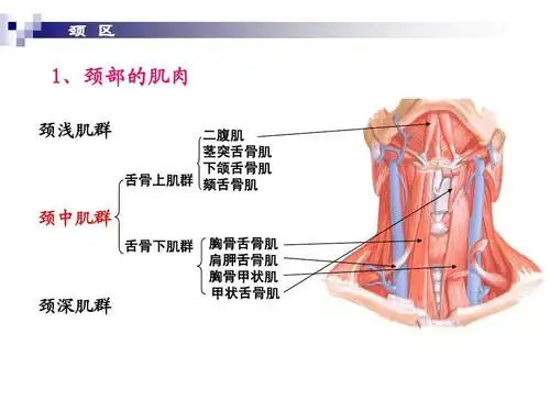 局解ppt 颈 区 1,颈部的肌肉 颈浅肌群 二腹肌 茎突舌骨肌 下颌舌骨肌