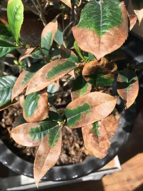 桂花叶子黄,是什么病?