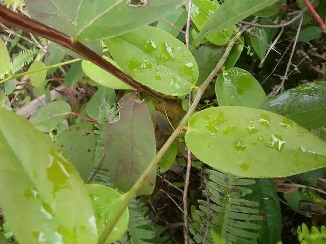 这是什么植物,木质藤本,叶子捏烂,有股清香味