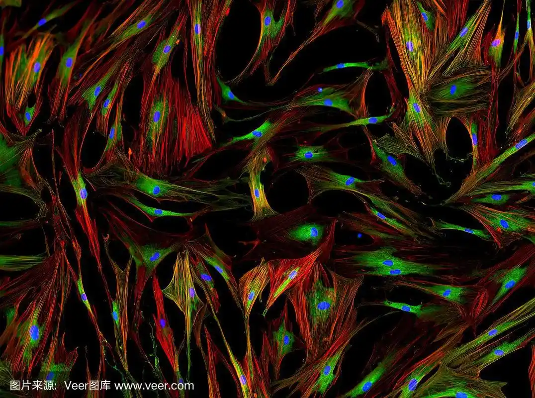 真实的荧光显微镜观察人类细胞