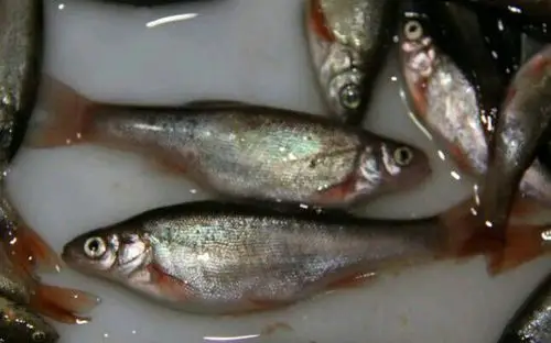 黑龙江勤得利流域鱼类知多少?