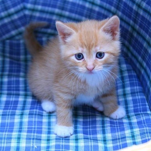 猫咪活物小猫咪活体田园猫土猫家养幼猫狸花橘猫宠物活幼体非领养