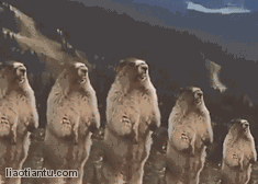 235_168gif 动态图 动图