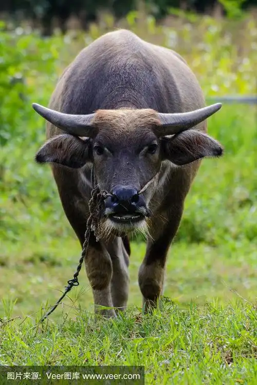 水牛