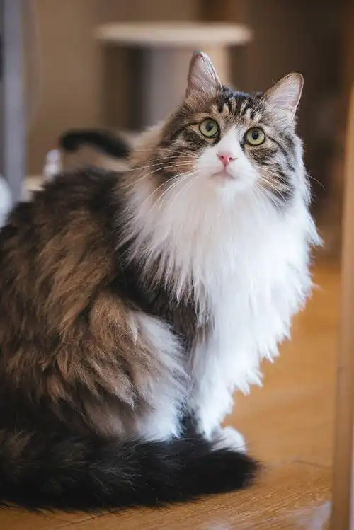 萌宠种草节##狸花猫