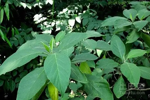 (附野烟叶使用方法)