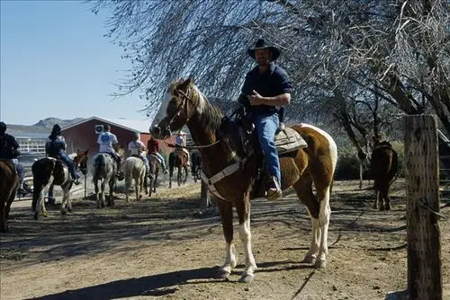 牛仔,纨绔子弟,牧场,男人,骑马,西部,风格,马,骑手
