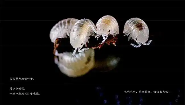 西瓜虫 -老约翰绘本馆