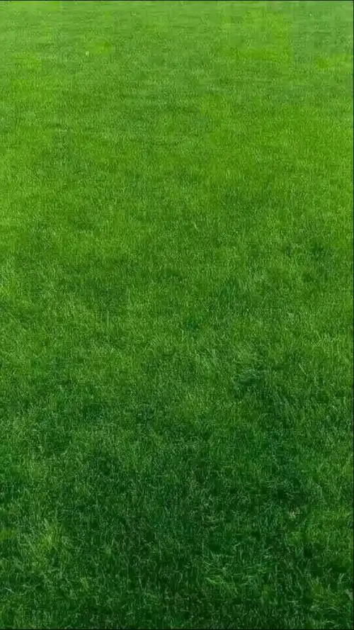 高清微信护眼图,选1张当聊天背景图吧!(附24首养生音乐)