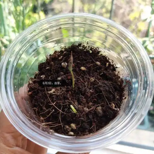 播种开始种波斯菊