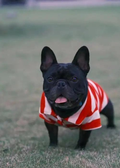 法斗看电视超专注,真怕它突然开口跟铲屎官讨论剧情!