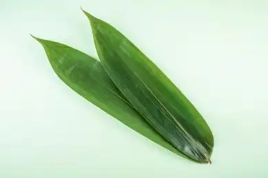 包粽子的原料叶子箬竹叶