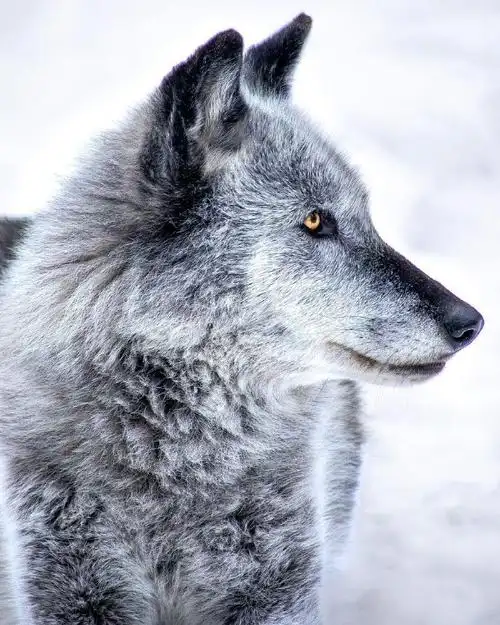 动物科普##北落基山狼##狼