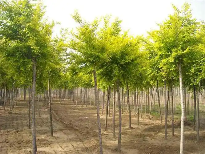 基地供应黄金槐行道树苗工程苗规格齐全量大从优批发