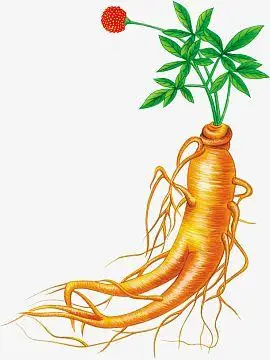 人参png古代中国千年药材中药装饰包装人参线描素材psdpng简约粉色