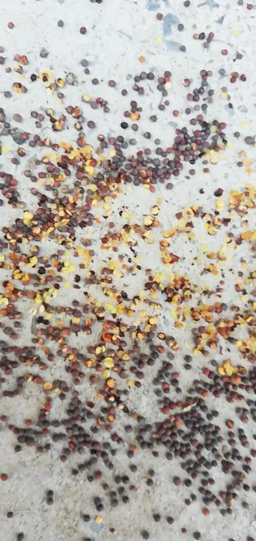 白菜籽饱满度好,净度好,长年有货,规模非常大