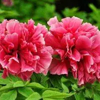 牡丹花国花高贵的牡丹花朵头像