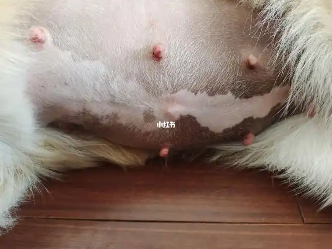 十天后见结果吧#记录柯基怀孕日常  #狗狗借配  #柯基怀孕