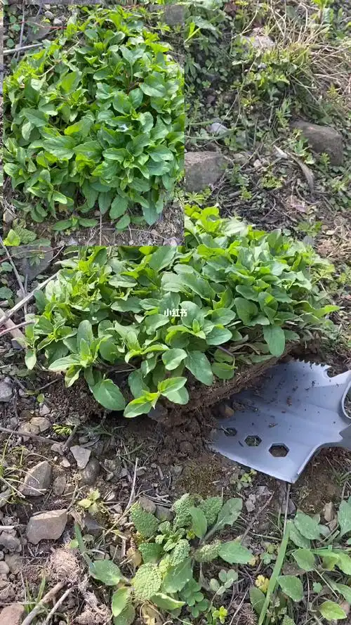 牛至别名小叶薄荷