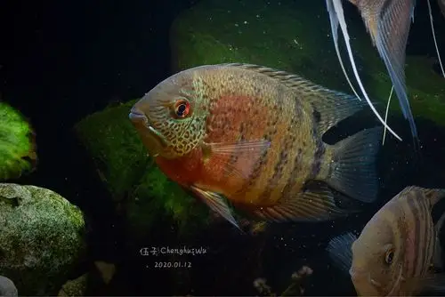 (已出)出帝王虎斑菠萝鱼并送鱼